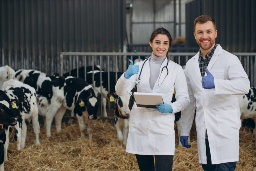 Veterinary at the farm walking in cowshed checking the cows